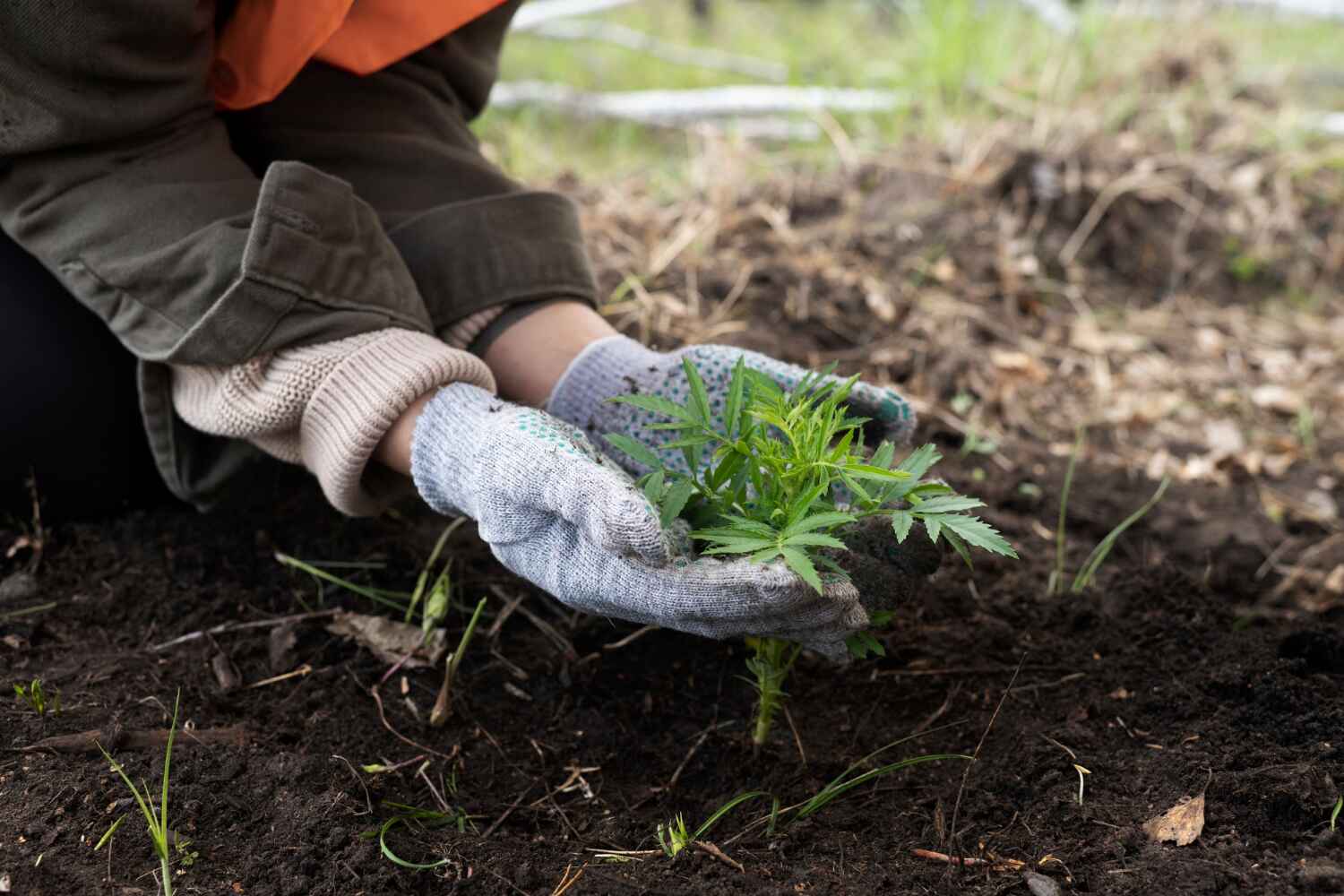 The Steps Involved in Our Tree Care Process in Orleans, VT